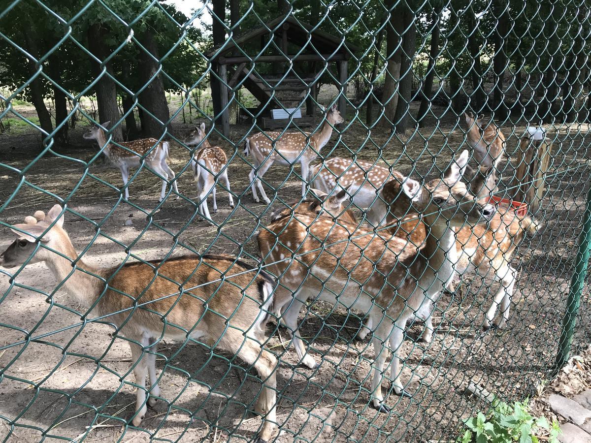Lisewski Dwor グニエビノ エクステリア 写真
